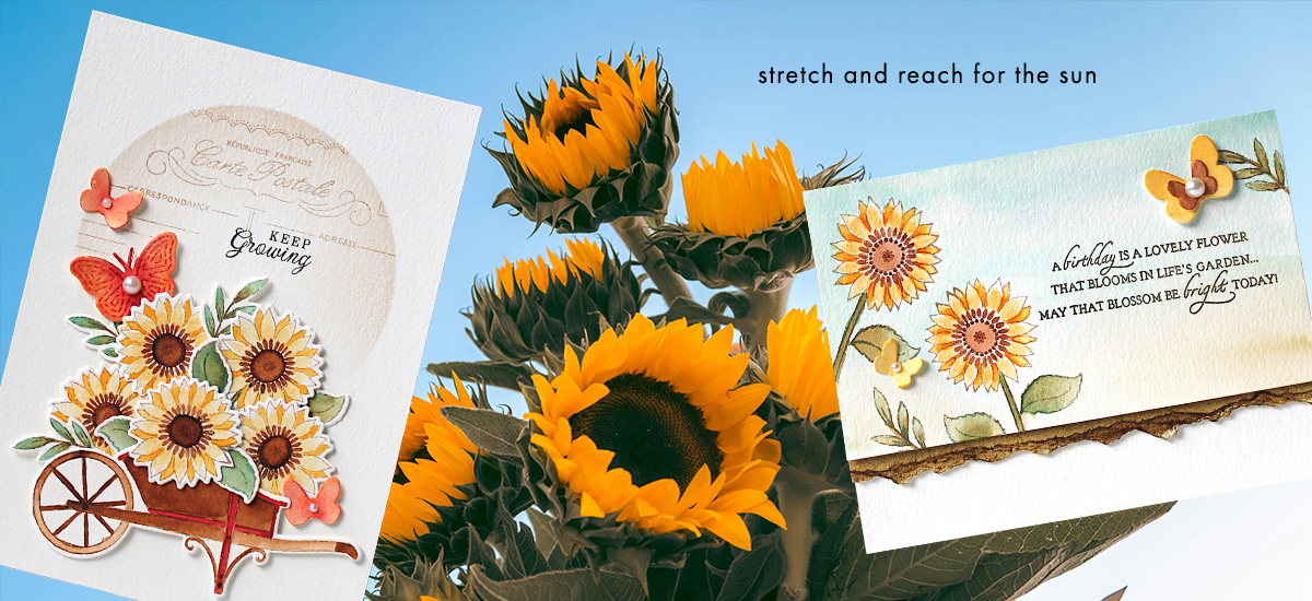 Penny Black's August Flower of the Month, Sunflower